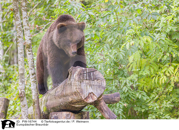 Europischer Braunbr / brown bear / PW-16744