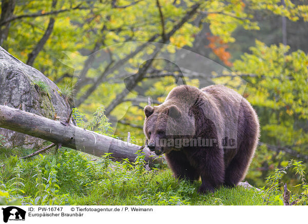 Europischer Braunbr / brown bear / PW-16747