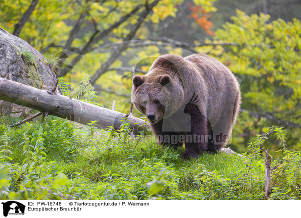 Europischer Braunbr / brown bear / PW-16748