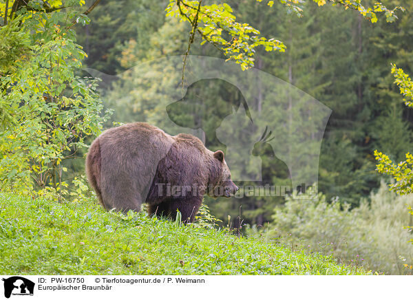 Europischer Braunbr / brown bear / PW-16750