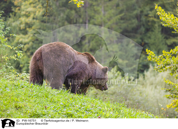 Europischer Braunbr / brown bear / PW-16751