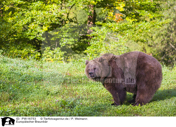 Europischer Braunbr / brown bear / PW-16753