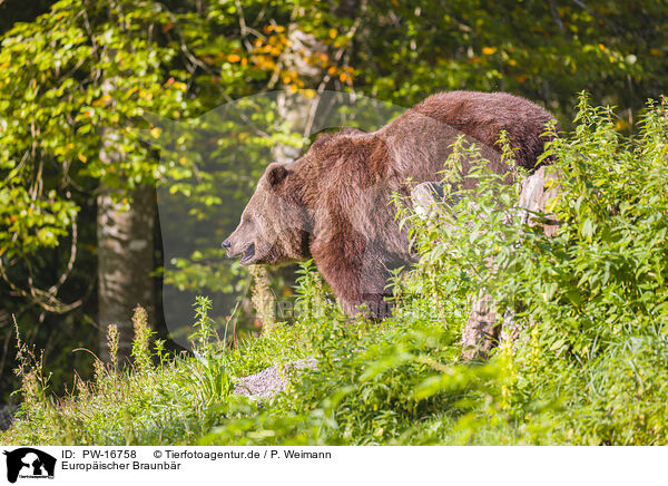 Europischer Braunbr / brown bear / PW-16758