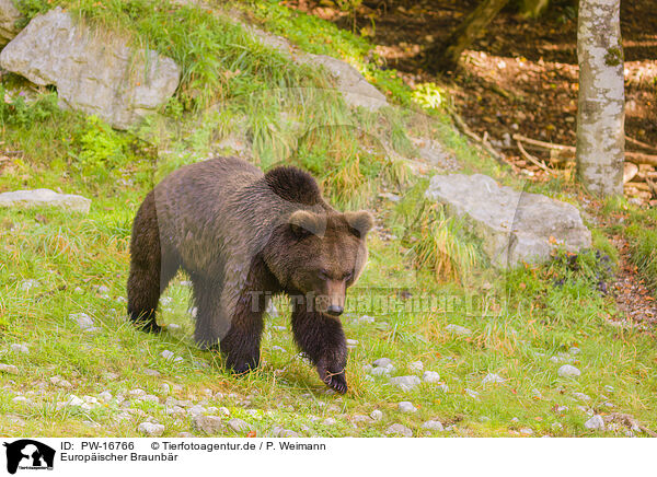 Europischer Braunbr / brown bear / PW-16766