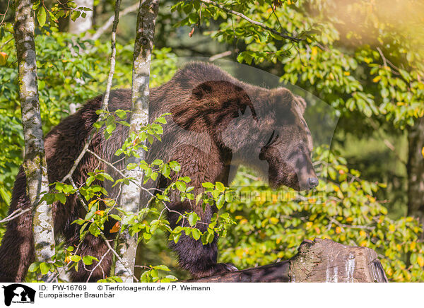 Europischer Braunbr / brown bear / PW-16769