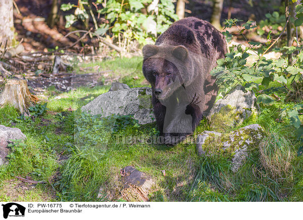 Europischer Braunbr / brown bear / PW-16775