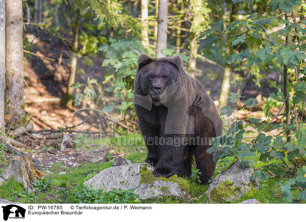 Europischer Braunbr / brown bear / PW-16785
