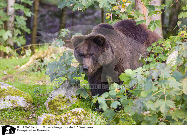 Europischer Braunbr / brown bear / PW-16786