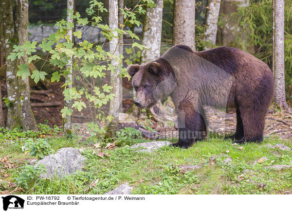 Europischer Braunbr / brown bear / PW-16792