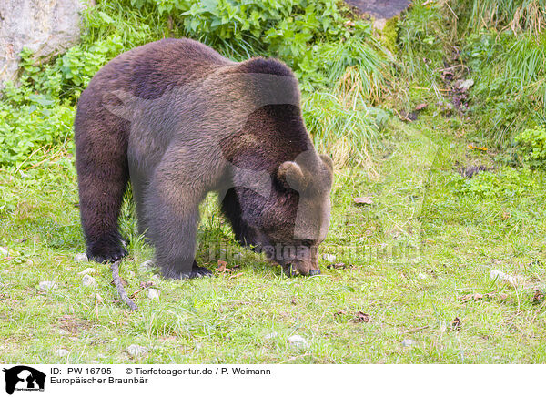 Europischer Braunbr / brown bear / PW-16795