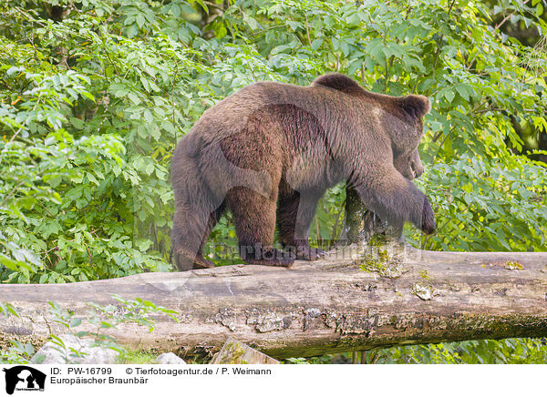 Europischer Braunbr / brown bear / PW-16799