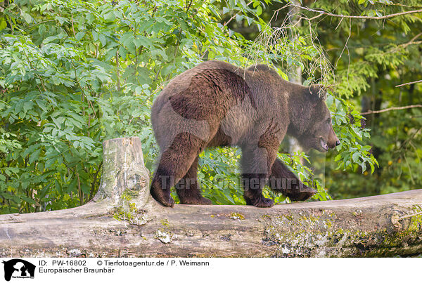 Europischer Braunbr / brown bear / PW-16802