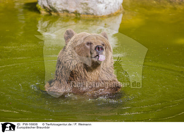 Europischer Braunbr / brown bear / PW-16806