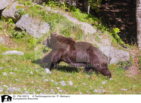 Europischer Braunbr / brown bear / PW-16812