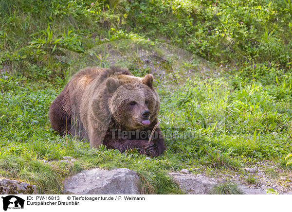 Europischer Braunbr / brown bear / PW-16813
