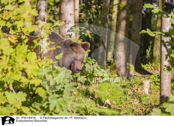 Europischer Braunbr / brown bear / PW-16818