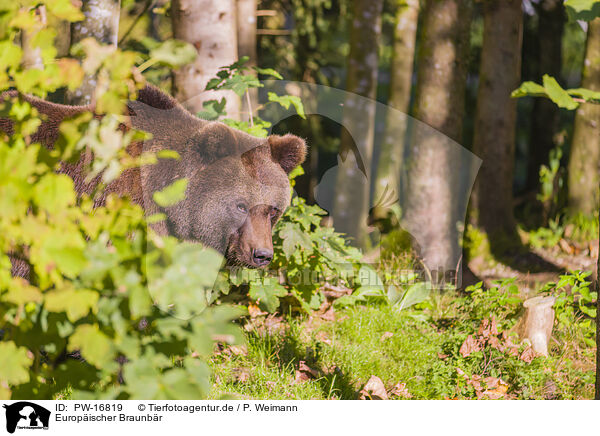 Europ�ischer Braunb�r / brown bear / PW-16819