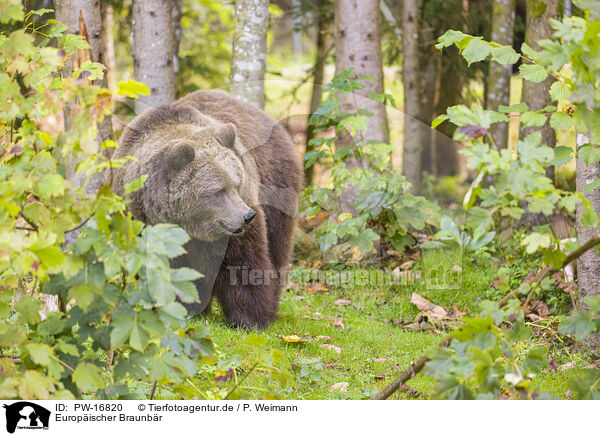 Europischer Braunbr / brown bear / PW-16820