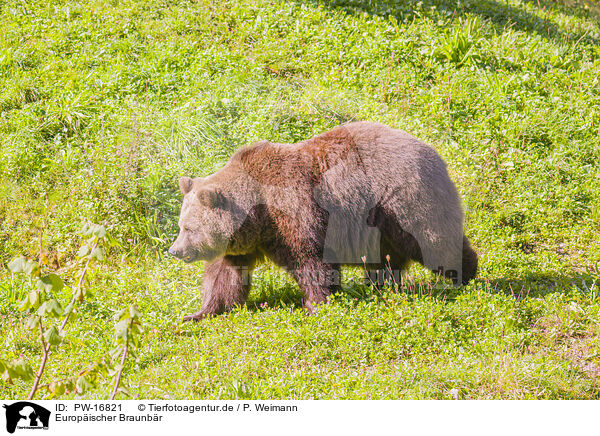 Europischer Braunbr / brown bear / PW-16821