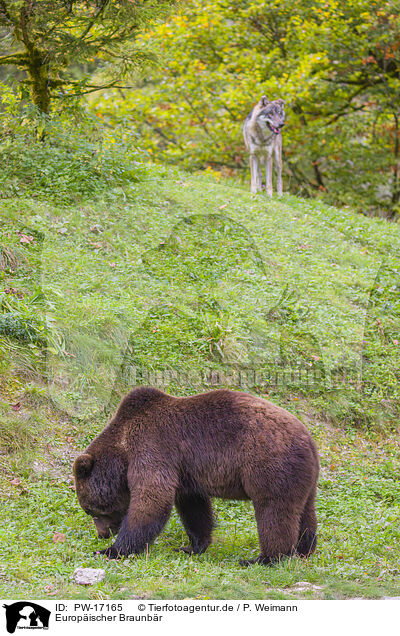 Europischer Braunbr / European Brown Bear / PW-17165