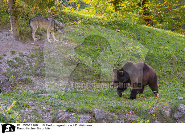 Europischer Braunbr / European Brown Bear / PW-17168