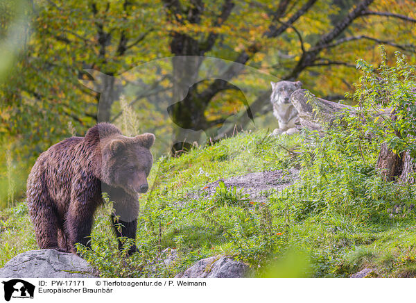 Europischer Braunbr / European Brown Bear / PW-17171