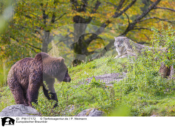 Europischer Braunbr / European Brown Bear / PW-17172