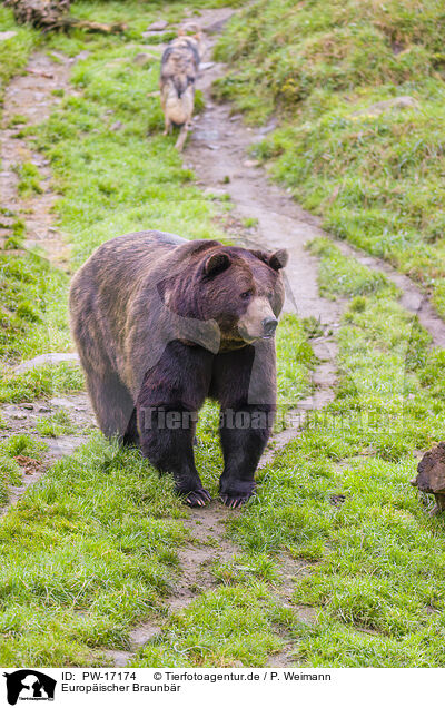 Europischer Braunbr / European Brown Bear / PW-17174