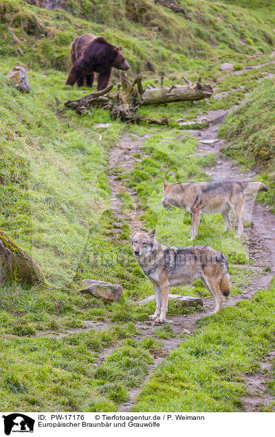 Europischer Braunbr und Grauwlfe / brown bear and eurasian greywolves / PW-17176