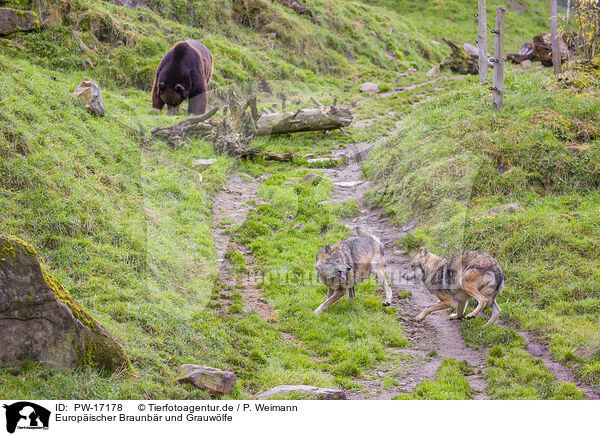 Europischer Braunbr und Grauwlfe / brown bear and eurasian greywolves / PW-17178