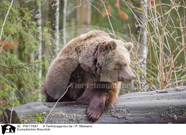 Europischer Braunbr / brown bear / PW-17687