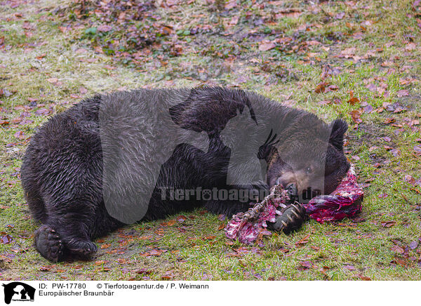 Europischer Braunbr / brown bear / PW-17780