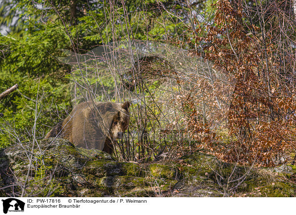 Europischer Braunbr / brown bear / PW-17816