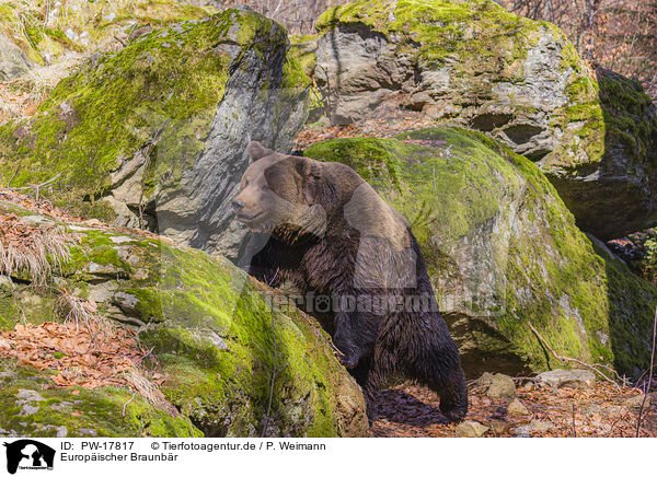 Europischer Braunbr / brown bear / PW-17817