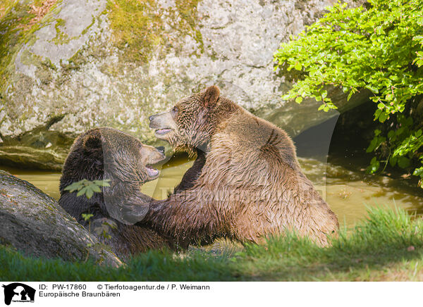 Europische Braunbren / brown bears / PW-17860