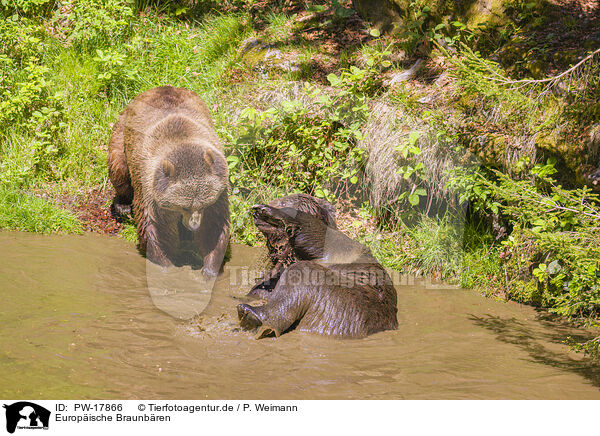 Europische Braunbren / brown bears / PW-17866
