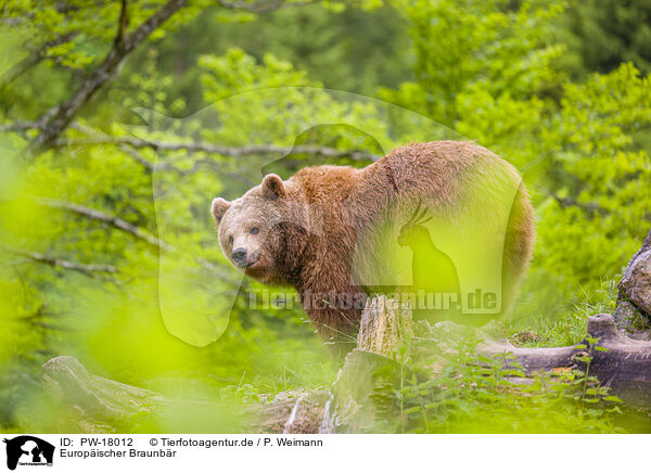 Europischer Braunbr / brown bear / PW-18012