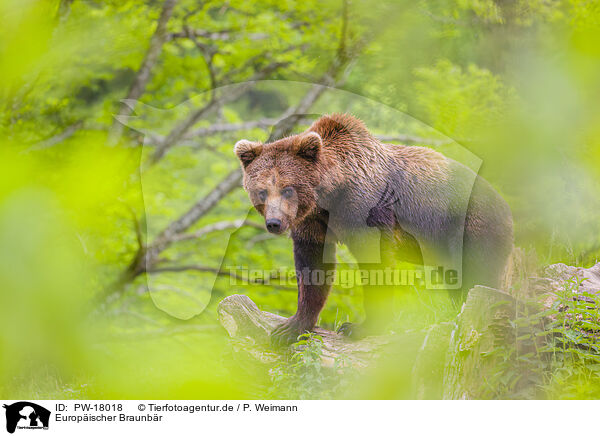 Europischer Braunbr / brown bear / PW-18018