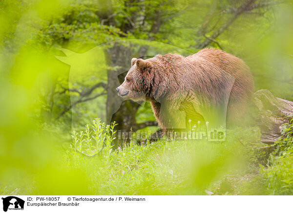 Europischer Braunbr / brown bear / PW-18057