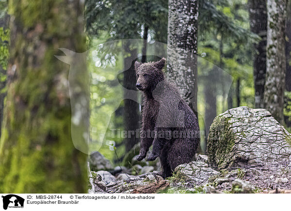 Europischer Braunbr / Eurasian brown bear / MBS-28744