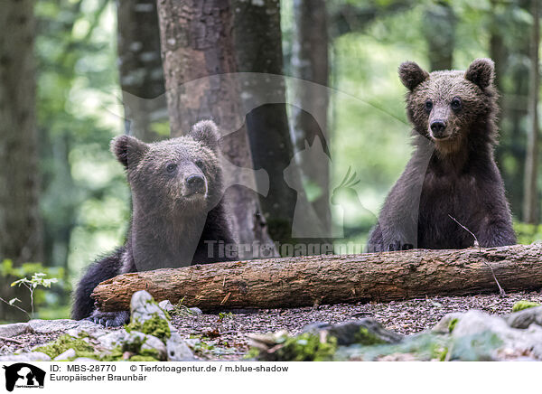 Europischer Braunbr / Eurasian brown bear / MBS-28770