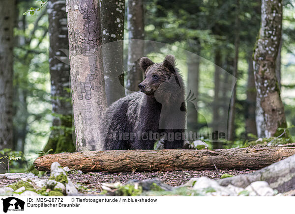 Europischer Braunbr / Eurasian brown bear / MBS-28772