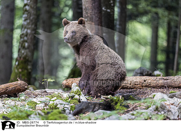 Europischer Braunbr / Eurasian brown bear / MBS-28774