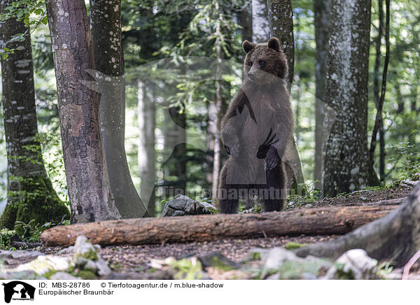 Europischer Braunbr / Eurasian brown bear / MBS-28786