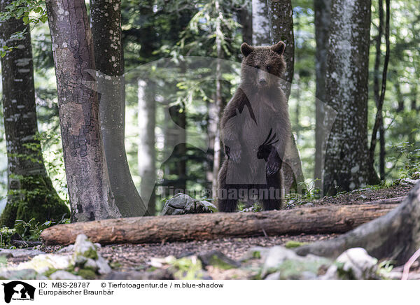 Europischer Braunbr / Eurasian brown bear / MBS-28787