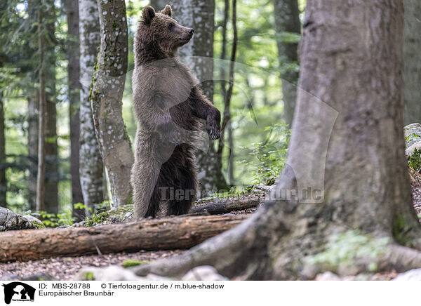 Europischer Braunbr / Eurasian brown bear / MBS-28788