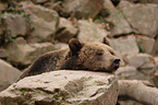 Europischer Braunbr