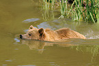 schwimmender Europischer Braunbr