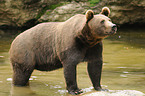 badender Europischer Braunbr