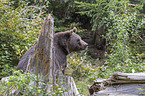 Europischer Braunbr